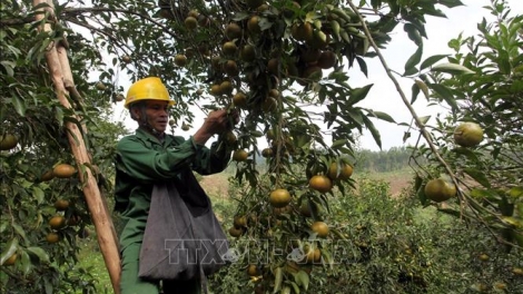 Xây dựng chuỗi giá trị cho nông sản Bắc Kạn (5/11/2019)