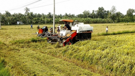 Nhà nông học... làm nông (6/11/2019)