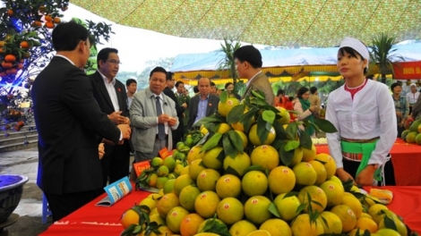 Phát triển cây ăn quả có múi tại các tỉnh Bắc Trung Bộ (21/11/2019)