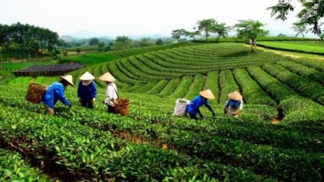 THỜI SỰ 12H TRƯA 18/11/2019: Thủ tướng Nguyễn Xuân Phúc chủ trì Hội nghị về sắp xếp, đổi mới và phát triển, nâng cao hiệu quả hoạt động của công ty nông, lâm nghiệp.