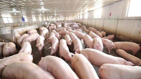 Thực hiện nghiêm chỉ đạo của Chính phủ về tái đàn và phòng chống bệnh dịch tả lợn châu Phi (13/11/2019)