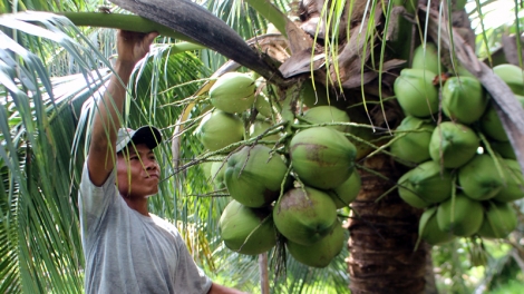 Dừa Bến Tre nâng chất nhờ sản xuất sạch (18/11/2019)