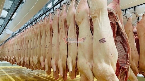 Giá thịt lợn tăng cao mất kiểm soát: Làm sao để minh bạch và bình ổn thị trường thịt lợn? (19/11/2019)