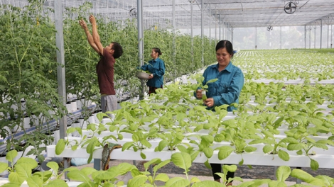 Loạt bài “Tạo động lực mới cho hợp tác xã nông nghiệp phát triển”. Bài 1: "Hợp tác xã nông nghiệp kiểu mới - tất yếu của nền nông nghiệp sản xuất hàng hóa" (28/11/2019)