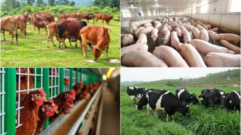Đa dạng chăn nuôi để giảm áp lực cho ngành chăn nuôi lợn dịp cuối năm (12/11/2019)