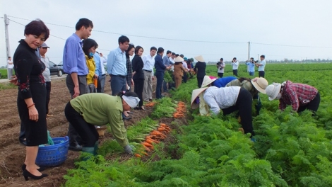Liên kết sản xuất và tiêu thụ sản phẩm cây vụ đông vùng Đồng bằng sông Hồng (7/12/2019)