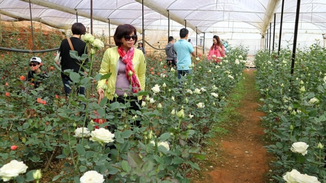 Lâm Đồng phát triển tiềm năng hoa (23/12/2019)