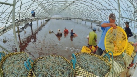 Phát triển ngành thủy sản trước biến đổi khí hậu (25/12/2019)