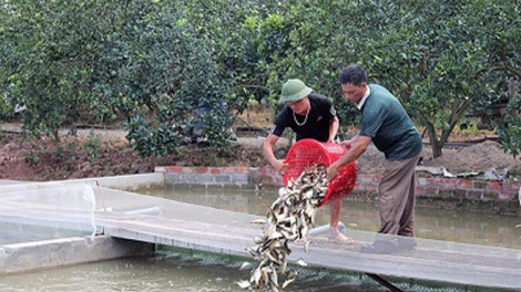 Đảm bảo năng suất, hiệu quả nuôi cá mùa đông (16/12/2019)
