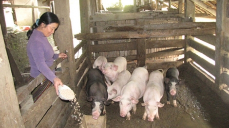 Bài 2: Chăn nuôi nhỏ lẻ - vì sao không hiệu quả? trong loạt bài " Chăn nuôi nhỏ lẻ - Bỏ thì thương, vương thì nợ" (18/12/2019)