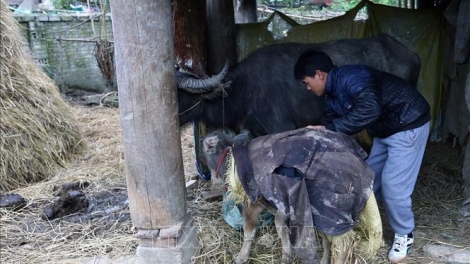 Chủ động phòng chống đói, rét cho gia súc (10/12/2019)