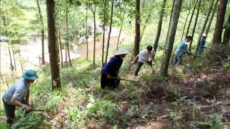 Các địa phương quyết liệt phòng chống cháy rừng trong mùa khô (11/12/2019)