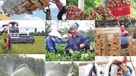 Ngành nông nghiệp 2019: Khó khăn nhưng vẫn nhiều điểm sáng ( 25/12/2019)