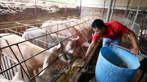 Chăn nuôi nhỏ lẻ - Hướng đi nào để đảm bảo phát triển bền vững? (19/12/2019)