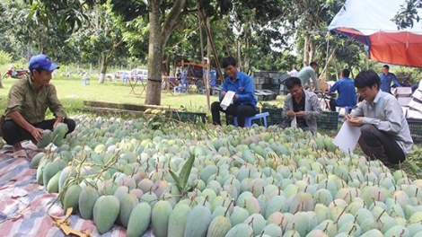 Giải pháp nào sản xuất nông nghiệp an toàn và bền vững? (9/12/2019)