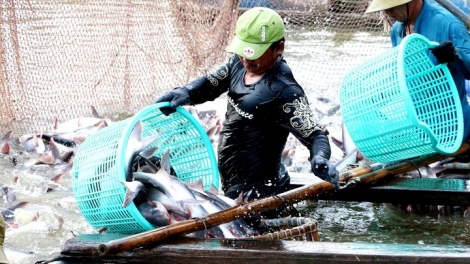 Nghề nuôi cá tra ở Đồng bằng sông Cửu Long đối mặt với nguy cơ khủng hoảng (9/12/2019)