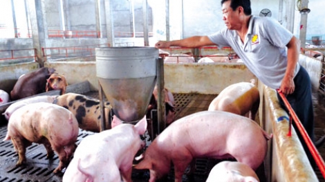 Phải làm sao để phòng chống dịch tả lợn châu Phi (26/2/2019)