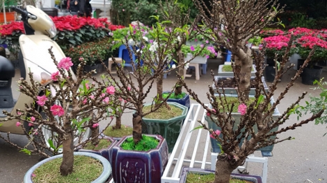 Nét đặc sắc của đào Thất Thốn: Bí ẩn loài hoa quý tộc đất Hà Thành (4/2/2019)