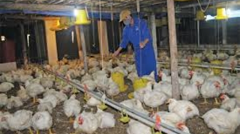 Cơ cấu ngành chăn nuôi theo chuỗi giá trị - rộng đường xuất khẩu (12/2/2019)