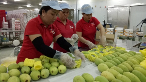 Sau gần 10 năm đàm phán, từ hôm nay, quả xoài của Việt Nam chính thức được cấp phép vào thị trường Mỹ (Thời sự chiều 18/2/2019)