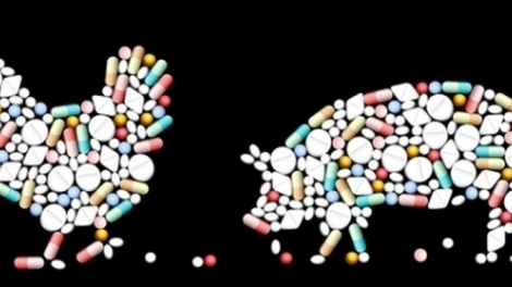 Hướng đến không sử dụng kháng sinh trong chăn nuôi (2/2/2019)