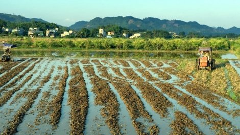 Những lưu ý trong vụ xuân 2019 (19/2/2019)