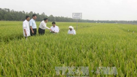 Thái Bình: Nhiều mô hình tích tụ đất đai có hiệu quả (27/2/2019)