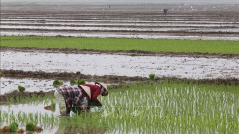 Lấy nước phục vụ sản xuất nông nghiệp trong đợt xả nước cuối cùng (15/2/2019)