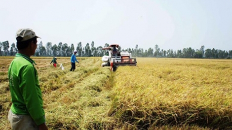 Tình trạng lúa xuống giá ở Đồng bằng sông Cửu Long (21/2/2019)
