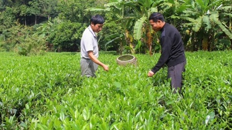 Sản xuất chè sạch tại tỉnh Thái Nguyên (11/2/2019)