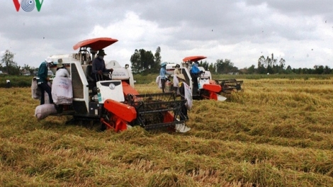 "Giải cứu" lúa gạo ở Đồng bằng sông Cửu Long - Có phải chỉ là giải pháp tình thế? (21/2/2019)