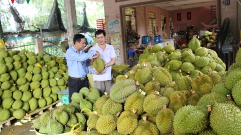 Triển vọng của ngành hàng nông nghiệp trong năm 2019 (18/2/2019)