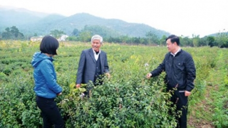 Khai thác nguồn tài nguyên dược liệu Việt Nam - Cần đẩy mạnh liên kết nhà khoa học, doanh nghiệp (30/3/2019)
