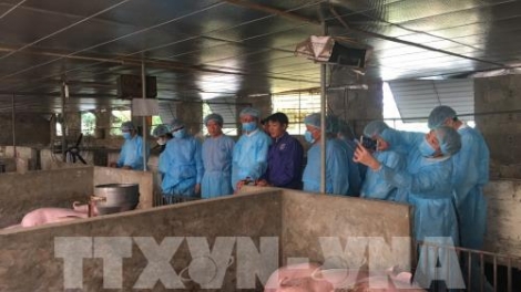 Triển khai đồng bộ các giải pháp ngăn chặn bệnh dịch tả lợn châu Phi (6/3/2019)