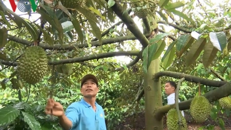 Những nông dân thu tiền tỷ nhờ mở hướng đi mới (30/3/2019)