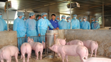 Bộ Nông nghiệp và Phát triển nông thôn đề nghị tăng cường chỉ đạo thông tin về dịch tả lợn Châu Phi đến người dân, vừa đảm bảo yêu cầu phòng chống dịch, vừa đảm bảo tiêu thụ sản phẩm thịt lợn sạch, rõ nguồn gốc xuất xứ (Thời sự đêm 11/3/2019)
