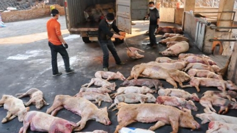 Làm sao để hạn chế dịch tả lợn Châu Phi lan rộng? (20/3/2019)