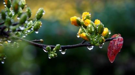 Mưa ấm tháng Giêng (16/3/2019)