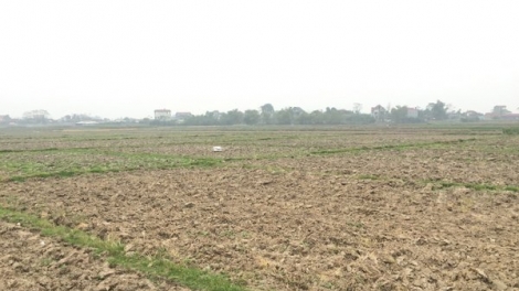 Yên Dũng Bắc Giang: Chưa đền bù giải phóng mặt bằng, người dân đã phải bỏ hoang ruộng (27/3/2019)