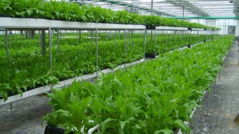 Hiệu quả mô hình trồng rau ứng dụng công nghệ cao tại miền Trung (27/3/2019)