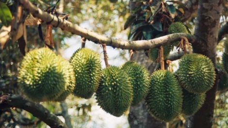 Cách làm giàu của nhà vườn Bảy Thảo ở Bến Tre (31/3/2019)