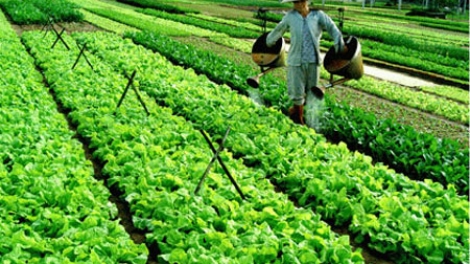 Giải pháp nào để nâng cao hiệu quả hoạt động hợp tác xã nông nghiệp (27/3/2019)