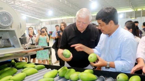 Sản xuất xoài sạch – chinh phục thị trường thế giới (25/3/2019)