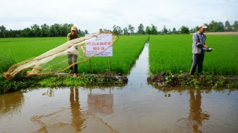Ứng dụng hiệu quả các công nghệ sản xuất tiên tiến trong nông nghiệp tại tỉnh Hậu Giang (24/4/2019)