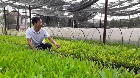 Nâng cao chất lượng giống cây lâm nghiệp (17/4/2019)