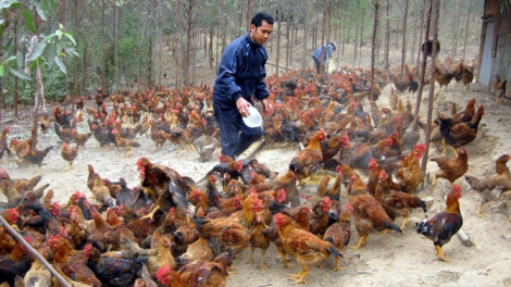 Giải pháp phát triển chăn nuôi gia cầm bền vững (18/4/2019)