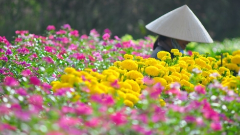 Giải pháp phát triển sản xuất hoa bền vững ở Đồng bằng sông Hồng (16/4/2019)