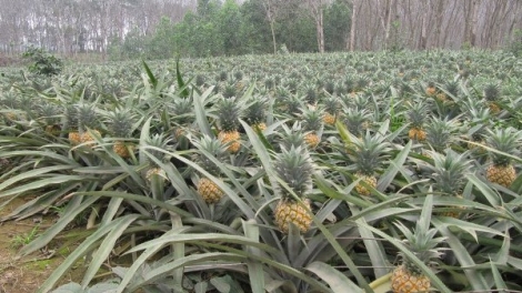 Bí quyết trồng dứa chất lượng – an toàn (8/4/2019)