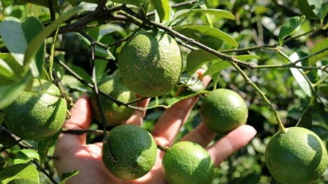 Dự án Hợp tác xã Chanh Green Nam Kim, Nam Đàn, Nghệ An (14/4/2019)