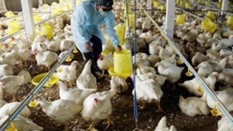 Chăn nuôi an toàn sinh học để đàn gia cầm phát triển bền vững (2/4/2019)